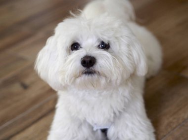 Bichon Malta
