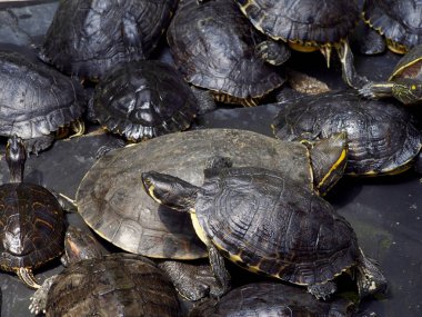 Göldeki Kaplumbağalar