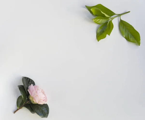 白い背景に花と葉フレーム — ストック写真