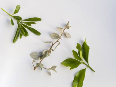 Beyaz arkaplanda yapraklar