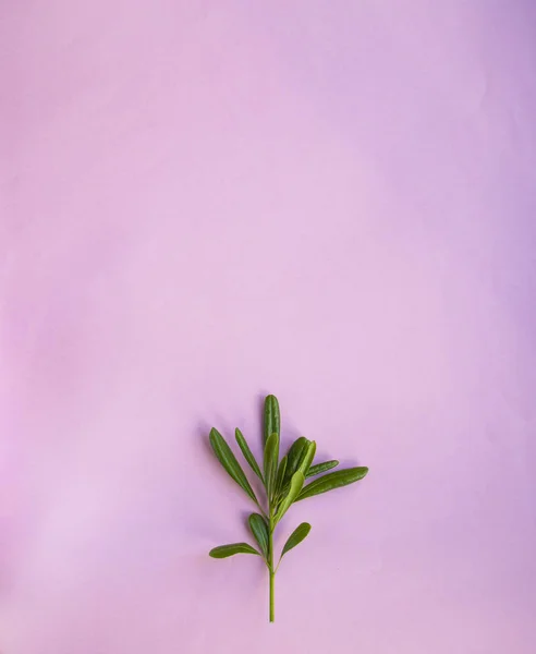 Hojas sobre fondo rosa —  Fotos de Stock