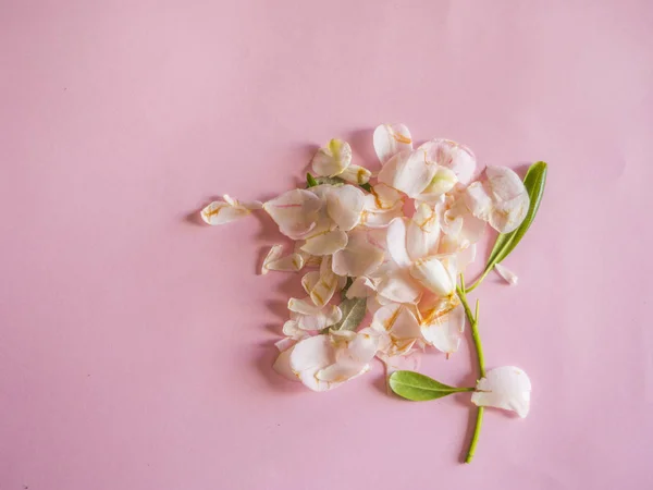 葉ピンク花 — ストック写真
