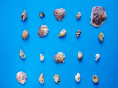 Deniz kabuklarını desen mavi zemin üzerine