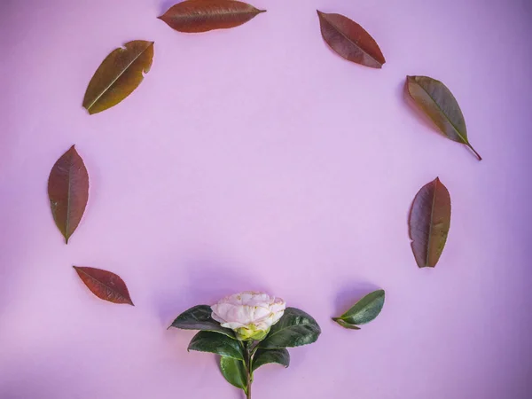 花と葉ピンクのフレーム — ストック写真