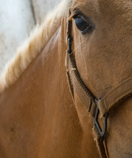 Occhio di cavallo marrone — Foto Stock