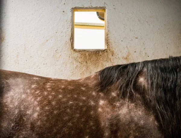 Lombo del cavallo nella stalla — Foto Stock