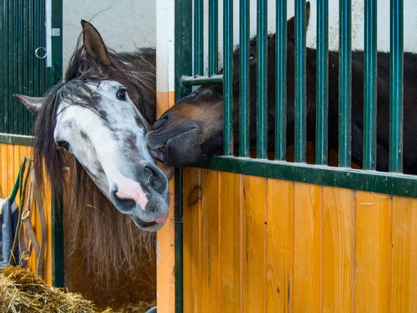Amore per cavalli in scuderia — Foto Stock