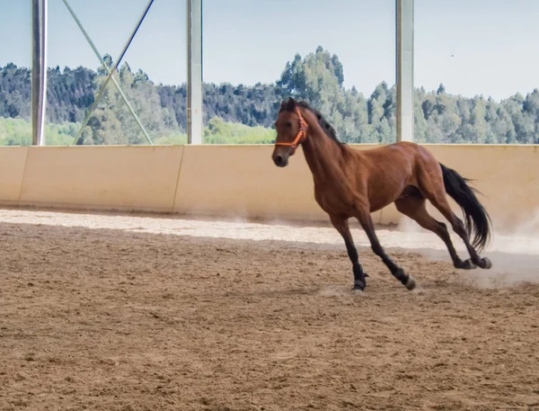 Ló képzés fa arénában — Stock Fotó