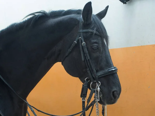 Testa di cavallo nero — Foto Stock