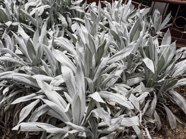 Witte espeletia plant — Stockfoto