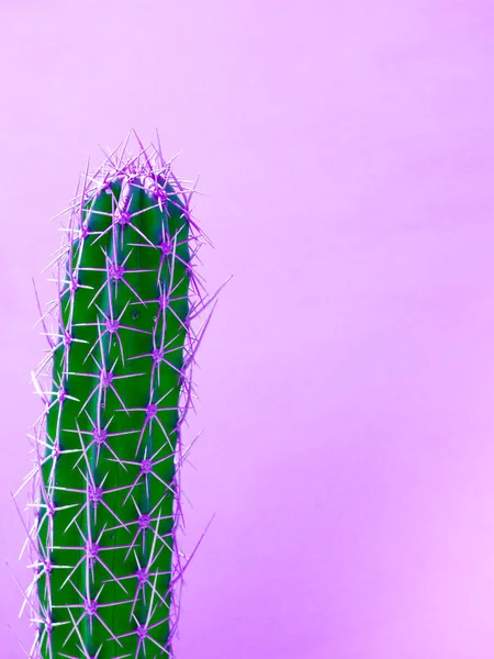 Cactus on pink background with copy space — ストック写真