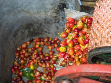 Kahve soyma makinesi.