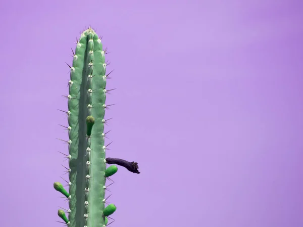 Cactus op paarse achtergrond met kopieerruimte — Stockfoto