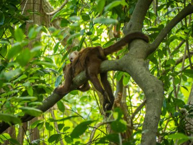 Kolombiya 'daki Tyrona parkında bir şubede maymun ve bebek maymun.