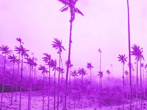 Palm trees background with copy space on purple — Stock Photo, Image