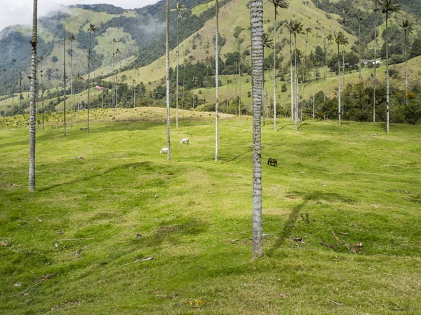 Valle del Cocora paisaje en Colombia — Foto de Stock