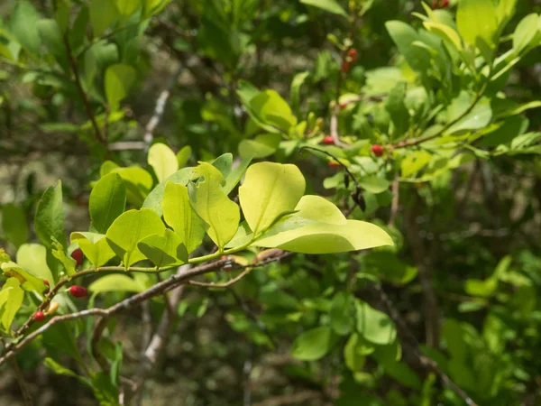 Kolombiya 'daki kokain bitkileri