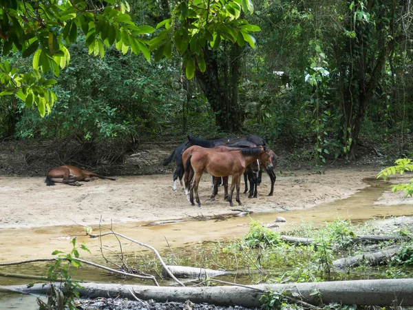 Kolombiya 'daki Tyrona parkında vahşi atlar — Stok fotoğraf