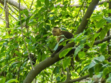 Kolombiya 'daki Tyrona parkında bir maymun.
