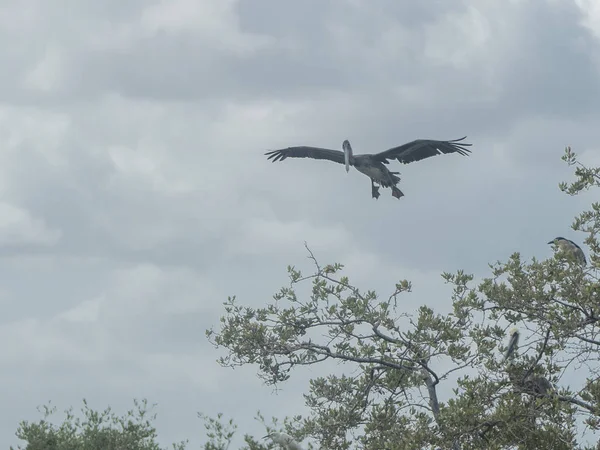 Pelikan fliegt auf den Baum — Stockfoto