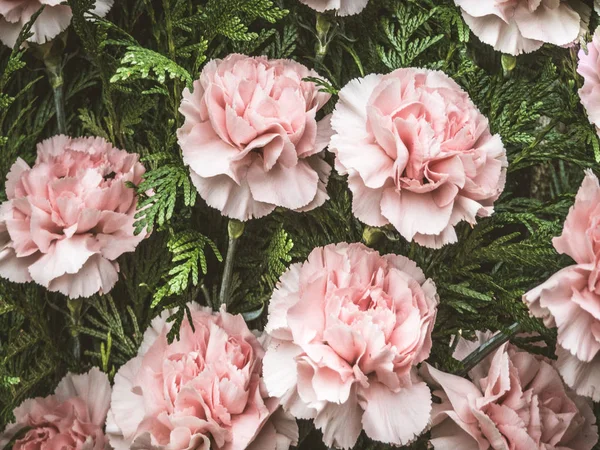 Bloemen achtergrond met roze bloemen — Stockfoto