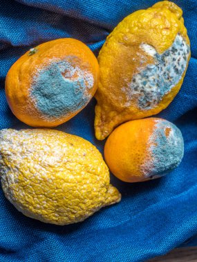 Mavi arka planda çürük limon ve mandalina.