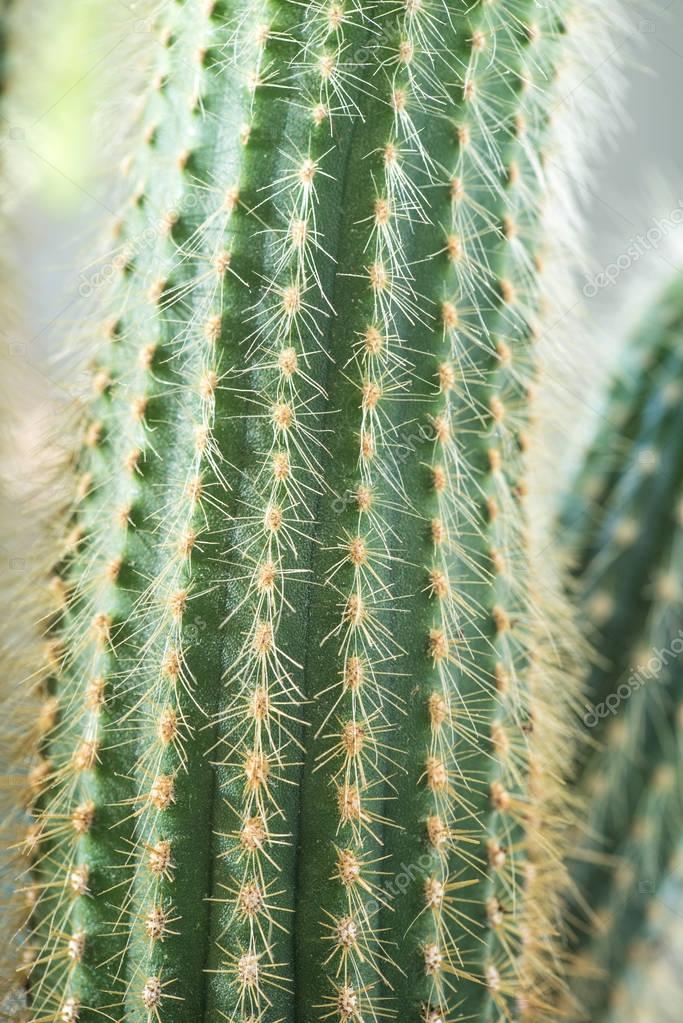 Espinas de cactus en la mano | Primer plano de cactus ...