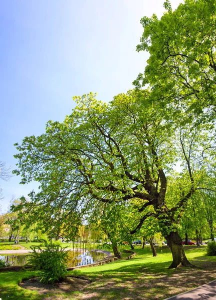 Polonya, Poznan, parkıdır - bir cadde Bağımsızlık