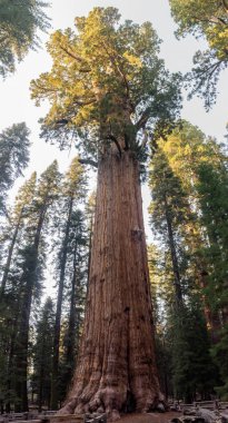 General Sherman Tree - dünyanın en büyük ağacı