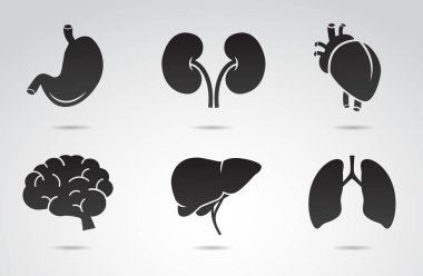 İnsan organları ikon koleksiyonu - mide, böbrek, kalp, beyin, karaciğer, akciğer. Vektör sanatı.
