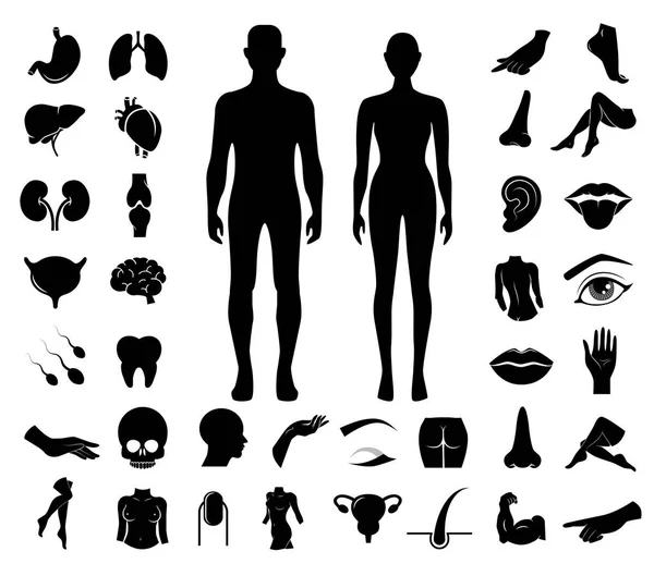 İnsan vücudu parçaları ve iç organ vektör simgesi belirlendi.