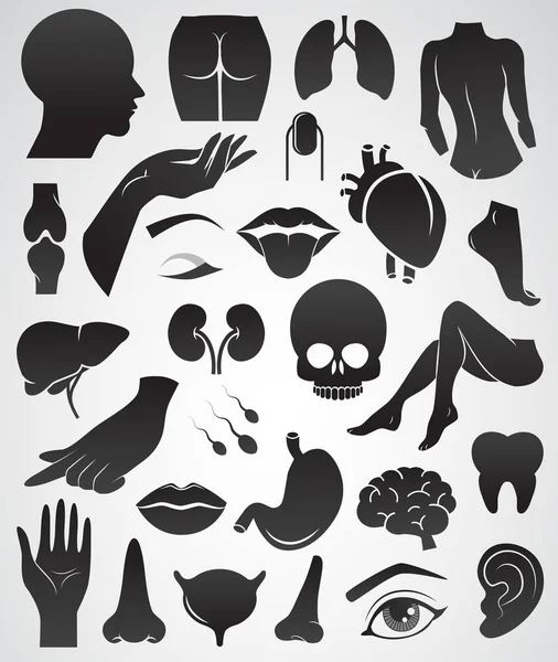 Human body parts and inner organs vector icon set.