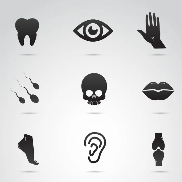 Human body parts and inner organs vector icon set.