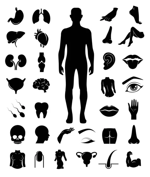 Набор Векторных Значков Частей Внутренних Органов Человека — стоковый вектор