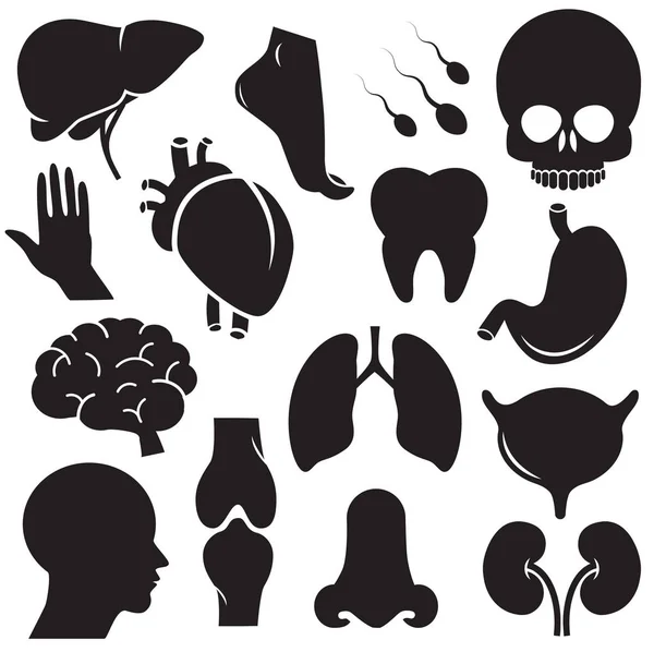 Human body parts and inner organs vector icon set.