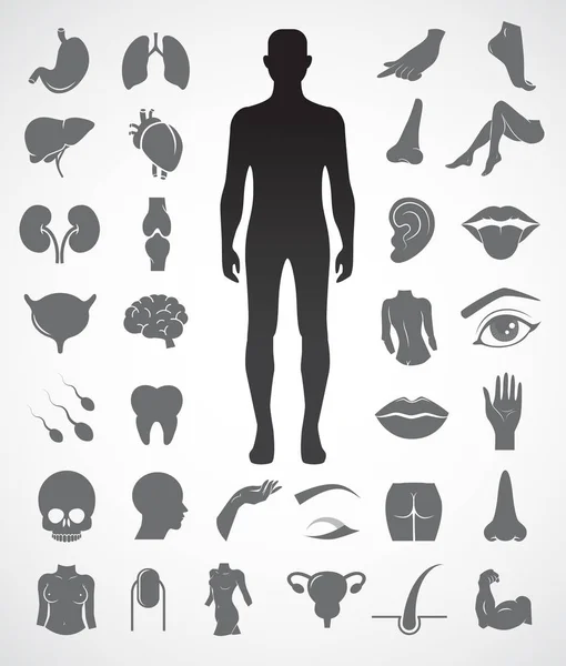 Human body parts and inner organs vector icon set. — Stock Illustration Human Body Parts Inner Organs Vector Icon Set Royalty Free Stock Vectors