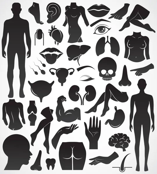 Human body parts and inner organs vector icon set. — Stock Illustration Human Body Parts Inner Organs Vector Icon Set Royalty Free Stock Illustrations