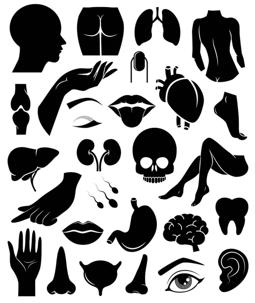 Human body parts and inner organs vector icon set. — Stock Illustration Human Body Parts Inner Organs Vector Icon Set Royalty Free Stock Vectors