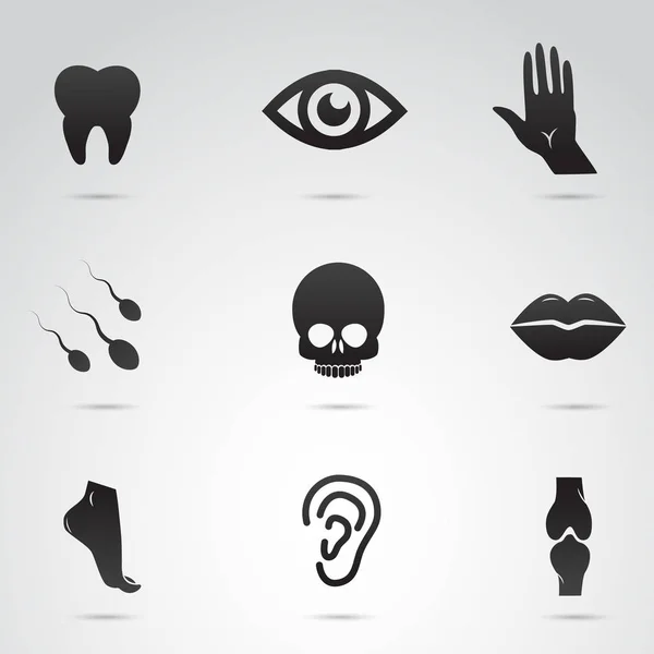 Human body parts and inner organs vector icon set. — Stock Illustration Human Body Parts Inner Organs Vector Icon Set Stock Illustration