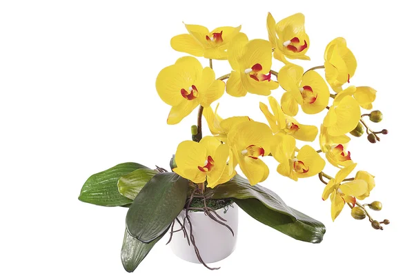 Orquídeas para o interior do vaso em um fundo isolado — Fotografia de Stock