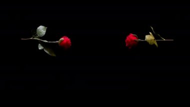 İki kırmızı gül öpücüğünü ve kırık ağır çekim arka plan