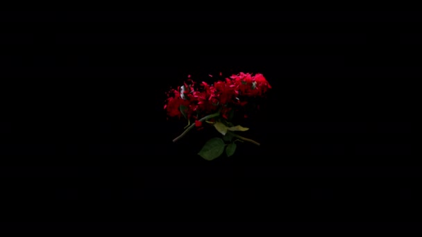 Две Красные Розы Любви Захлопываются Ломаются Медленным Движением — стоковое видео