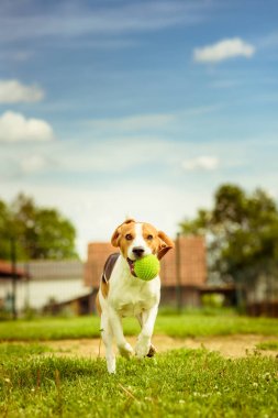 Beagle köpek eğlenceli bir bahçe yeşil topu ile çalıştırın
