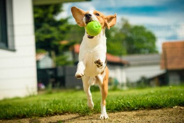 Koş köpek eğlenceli atlama beagle