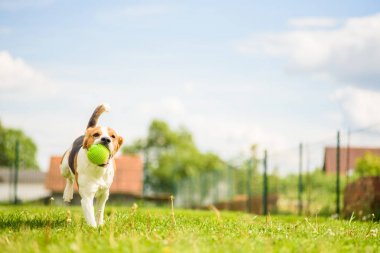 Beagle eğlenceli koş köpek