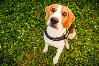 Köpek genç beagle oturma ve kameraya bakarak