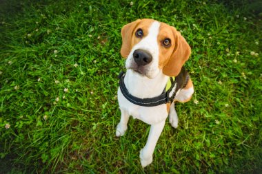 Köpek genç beagle oturma ve kameraya bakarak