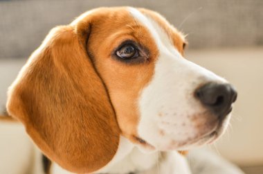 Köpek beagle portre bakıyor