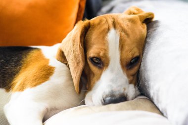 Beagle köpek uyku
