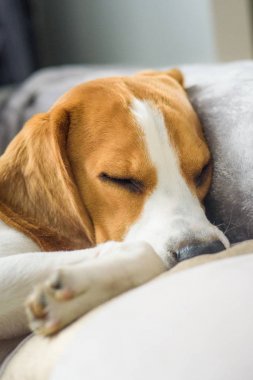 Beagle köpek uyku